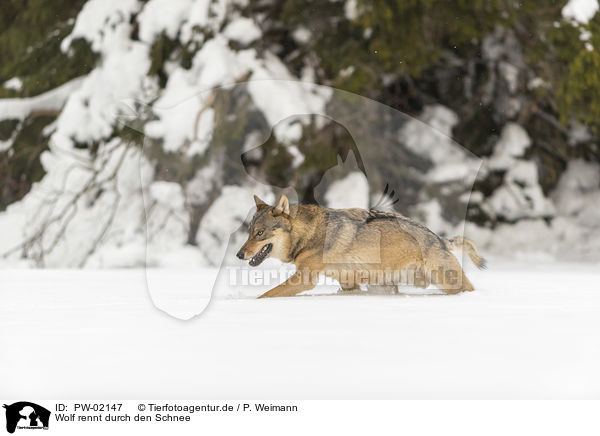 Wolf rennt durch den Schnee / PW-02147