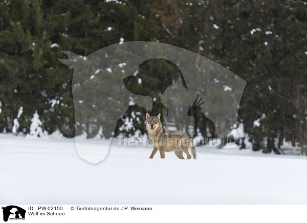 Wolf im Schnee / PW-02150
