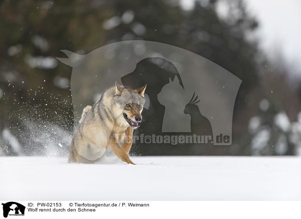 Wolf rennt durch den Schnee / PW-02153
