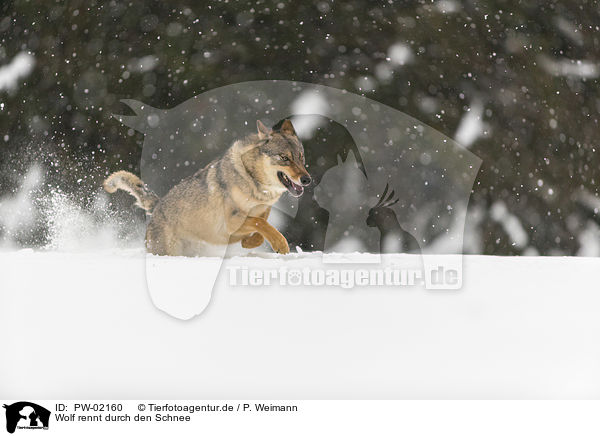 Wolf rennt durch den Schnee / PW-02160