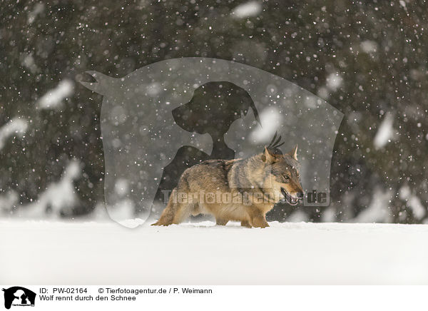 Wolf rennt durch den Schnee / PW-02164