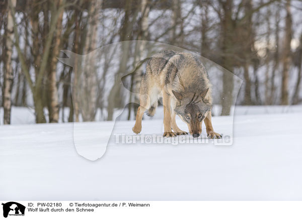 Wolf luft durch den Schnee / PW-02180