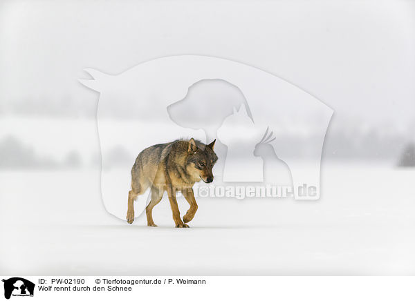 Wolf rennt durch den Schnee / PW-02190