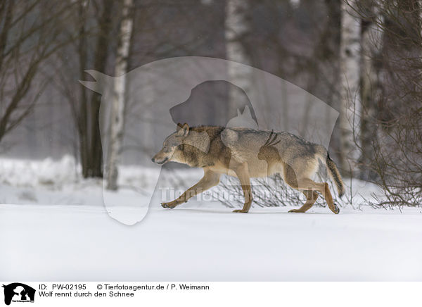 Wolf rennt durch den Schnee / PW-02195
