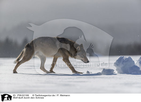 Wolf luft durch den Schnee / PW-02199