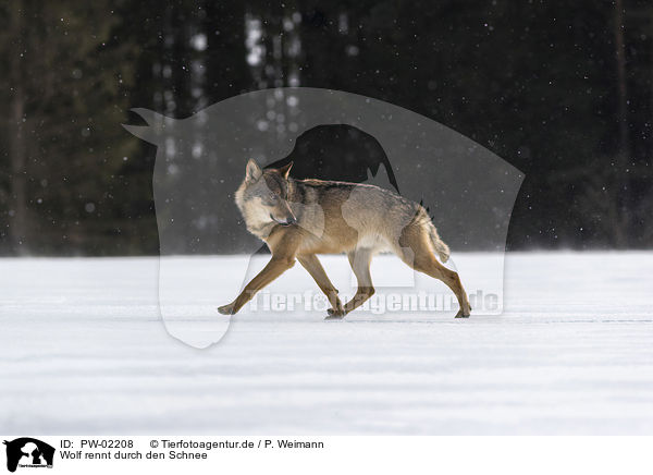 Wolf rennt durch den Schnee / PW-02208