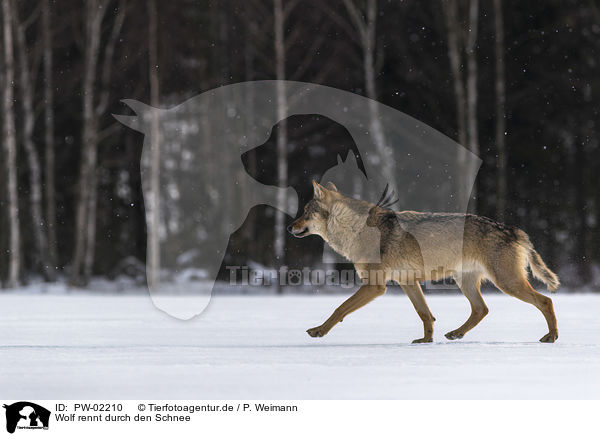 Wolf rennt durch den Schnee / PW-02210