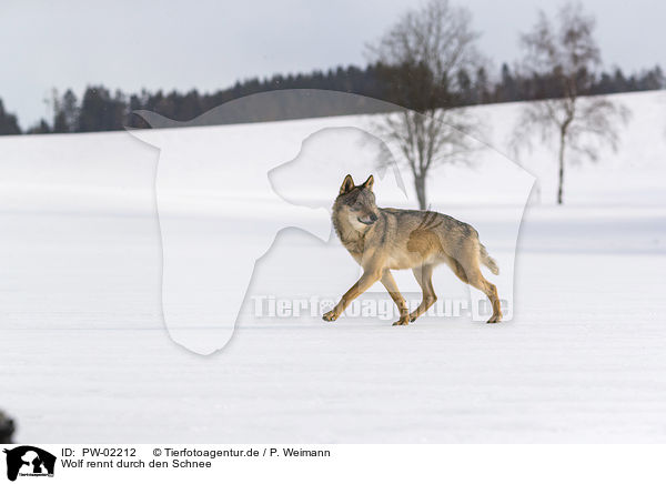 Wolf rennt durch den Schnee / PW-02212