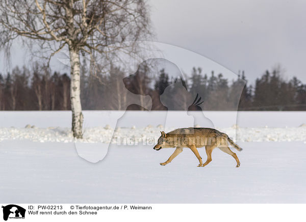 Wolf rennt durch den Schnee / Wolf runs through the snow / PW-02213