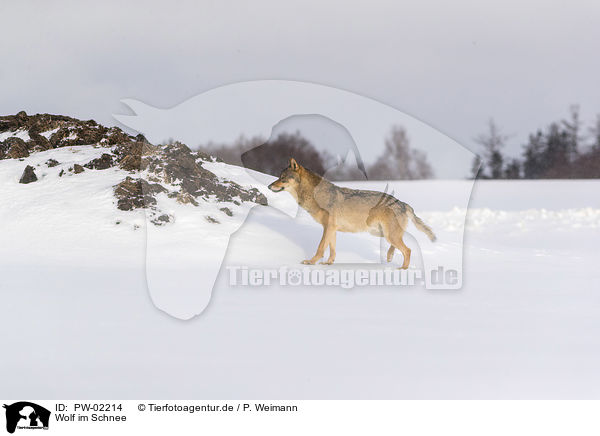 Wolf im Schnee / Wolf in the snow / PW-02214
