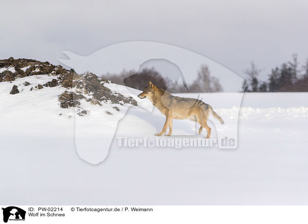 Wolf im Schnee / PW-02214