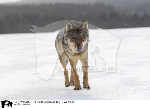 Wolf im Winter / PW-02217