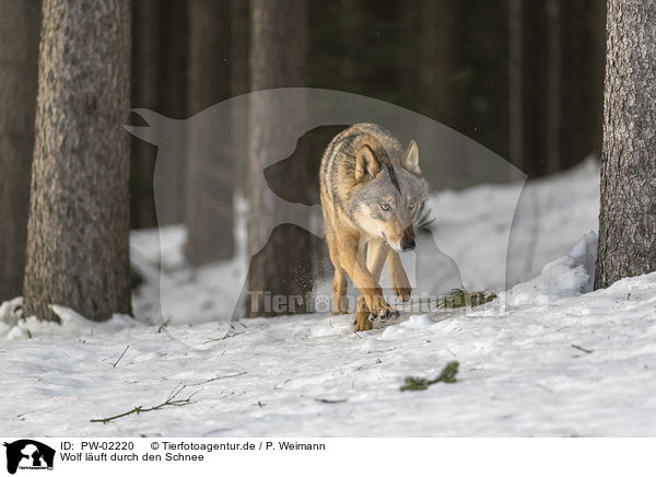 Wolf luft durch den Schnee / PW-02220