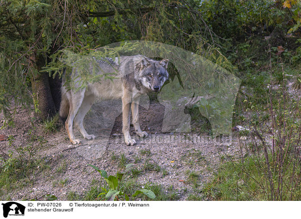 stehender Grauwolf / PW-07026