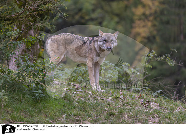 stehender Grauwolf / PW-07030