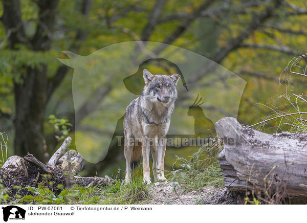 stehender Grauwolf / PW-07061