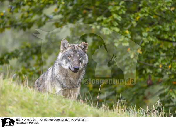 Grauwolf Portrait / PW-07064