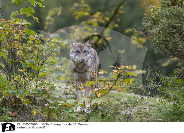 stehender Grauwolf / PW-07066