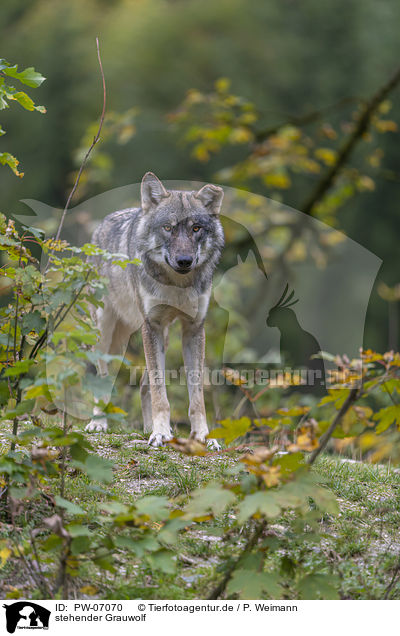 stehender Grauwolf / standing Grey Wolf / PW-07070