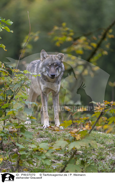 stehender Grauwolf / PW-07070