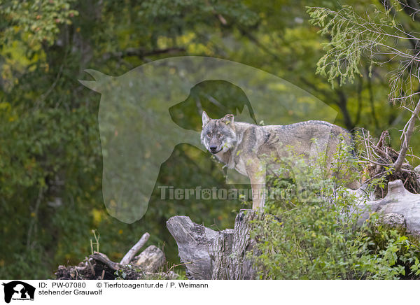 stehender Grauwolf / PW-07080