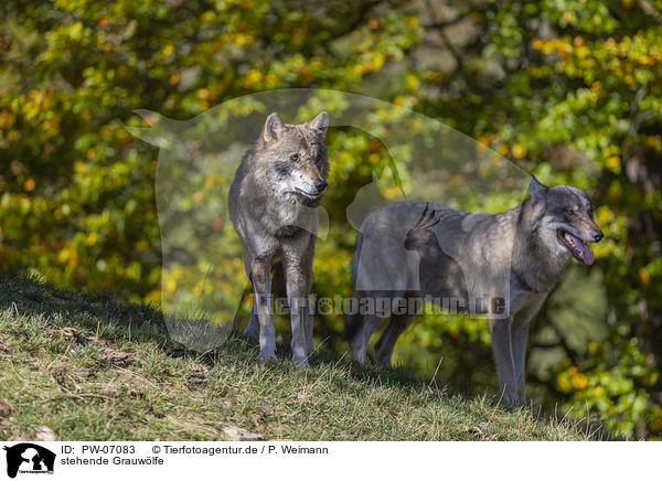 stehende Grauwlfe / PW-07083