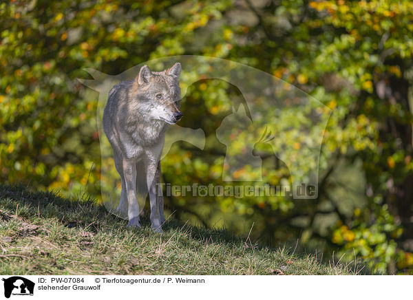 stehender Grauwolf / PW-07084