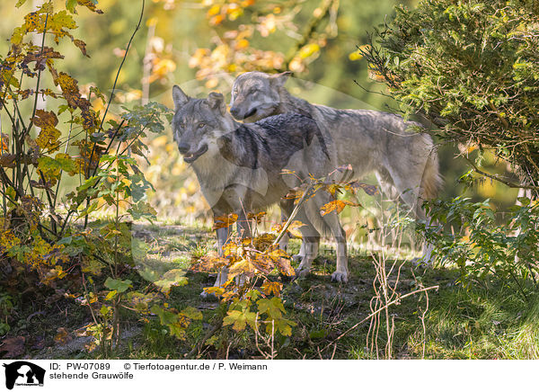 stehende Grauwlfe / PW-07089