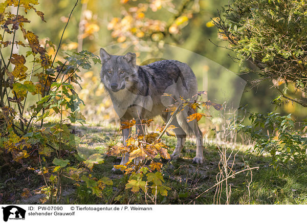 stehender Grauwolf / PW-07090