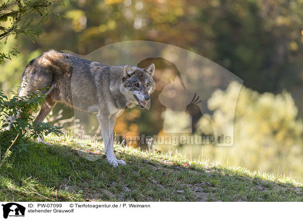 stehender Grauwolf / PW-07099