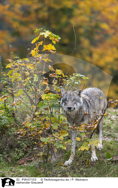 stehender Grauwolf / PW-07103