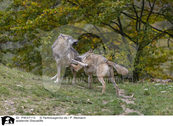 spielende Grauwlfe / PW-07113