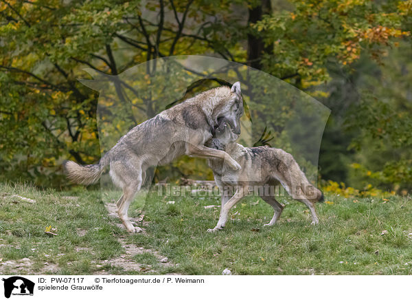 spielende Grauwlfe / PW-07117