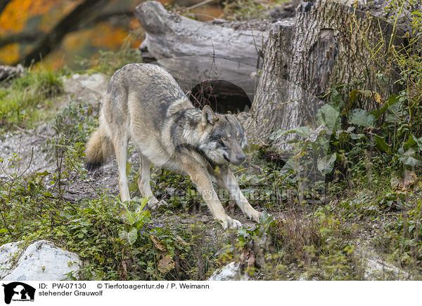 stehender Grauwolf / standing Grey Wolf / PW-07130