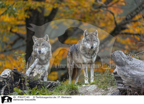 stehende Grauwlfe / PW-07140