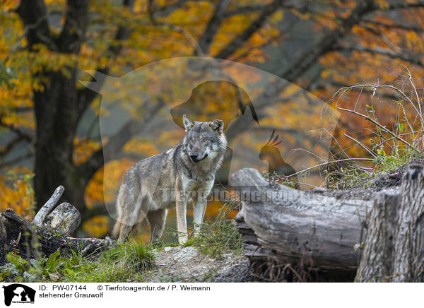 stehender Grauwolf / PW-07144