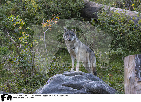 stehender Grauwolf / PW-07147