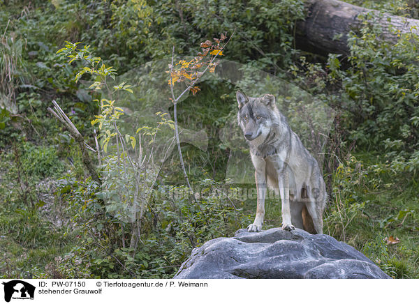 stehender Grauwolf / PW-07150