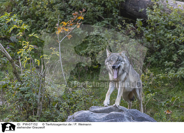 stehender Grauwolf / PW-07152