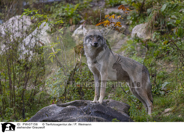 stehender Grauwolf / PW-07158