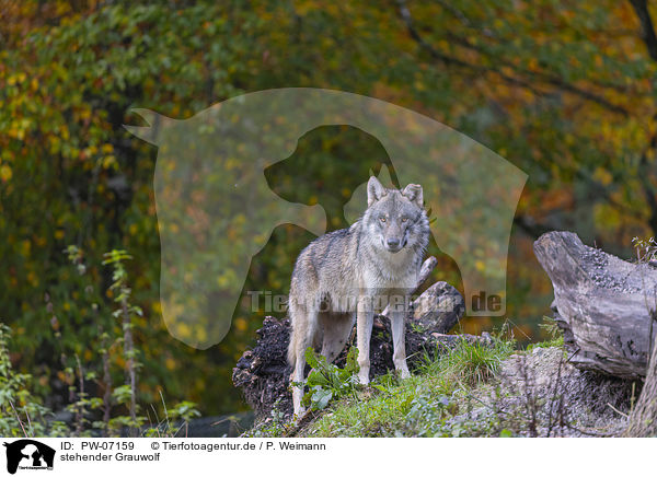 stehender Grauwolf / PW-07159