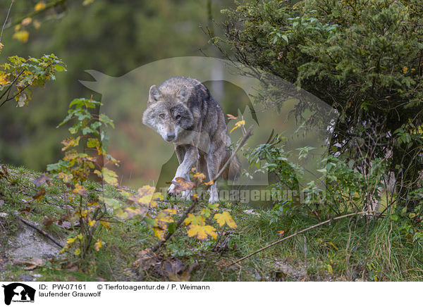 laufender Grauwolf / PW-07161