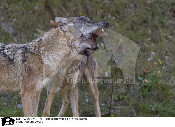 stehende Grauwlfe / PW-07171
