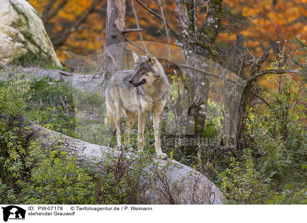 stehender Grauwolf / PW-07178