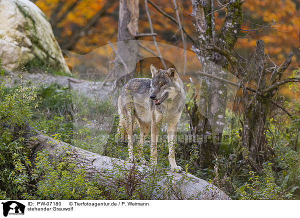 stehender Grauwolf / PW-07180
