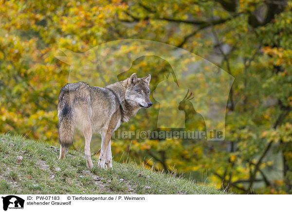 stehender Grauwolf / PW-07183