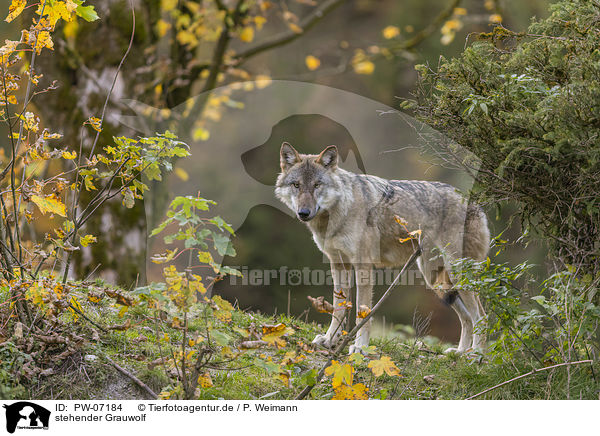 stehender Grauwolf / PW-07184