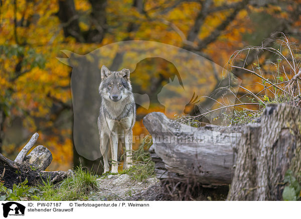 stehender Grauwolf / PW-07187