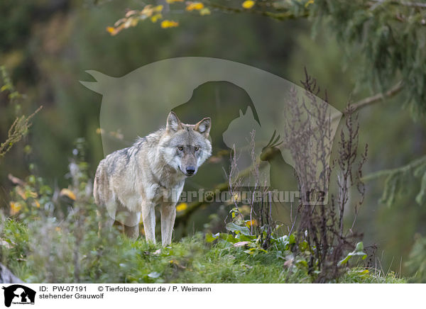 stehender Grauwolf / PW-07191