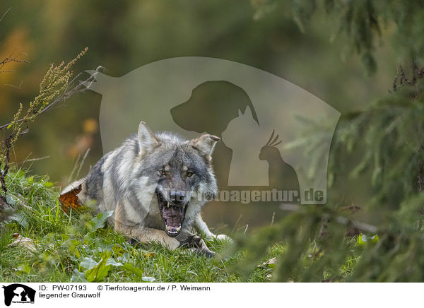 liegender Grauwolf / PW-07193